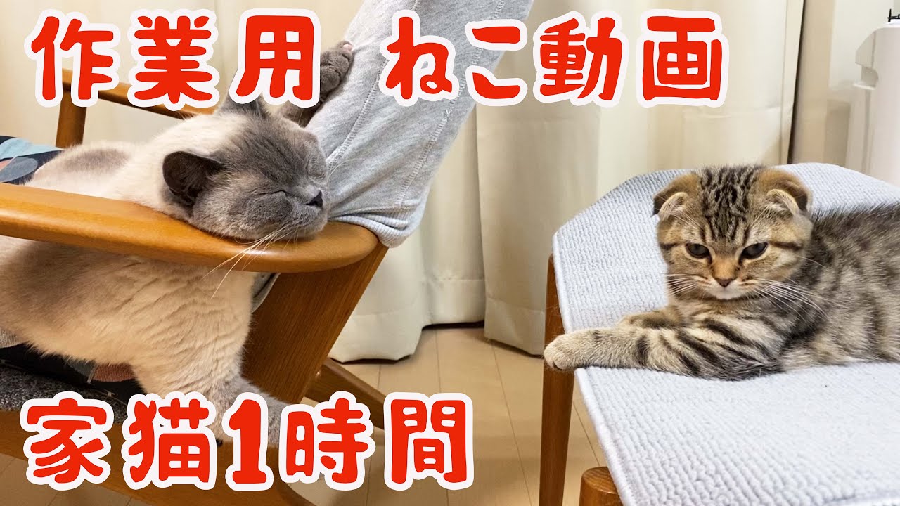 【作業用　生活音　猫　ペット　流すだけ動画　街の音　電車音　家猫】cat kittycats