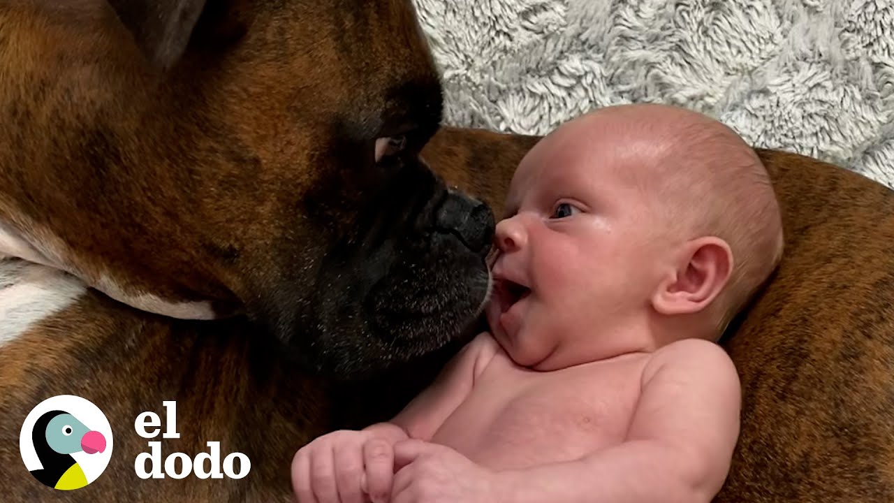 Beb&eacute; da sus primeros pasos directamente a su perro | El Dodo