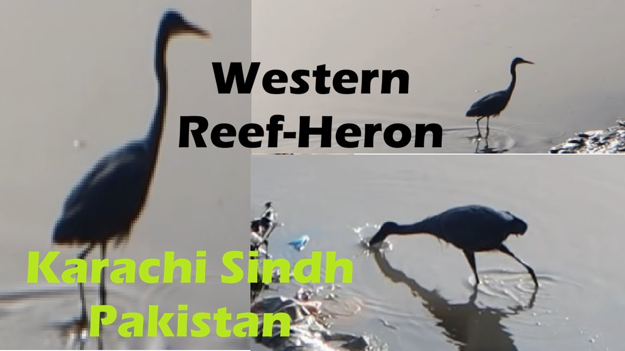 Western Reef Heron's unique fishing techniques in Pakistan's tidal flats