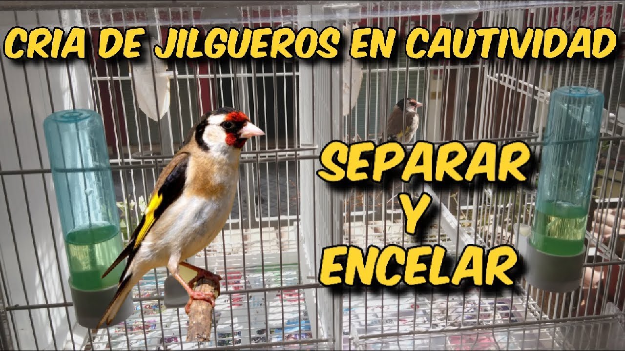 CRIA DE JILGUEROS EN CAUTIVIDAD | SEPARAR Y ENCELAR
