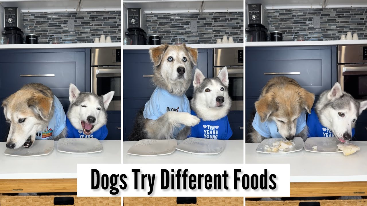 Dogs Try Different Foods