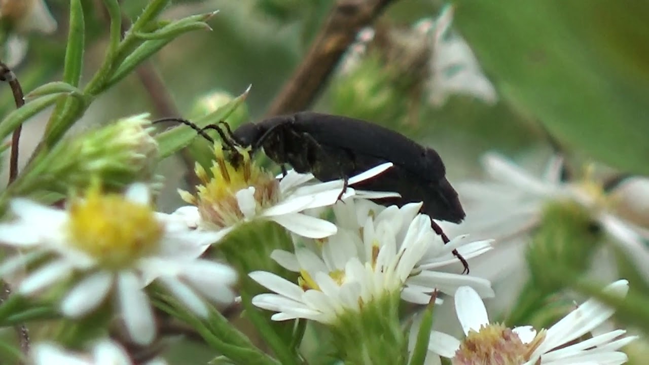 Black Blister Beetle on Hairy Asters