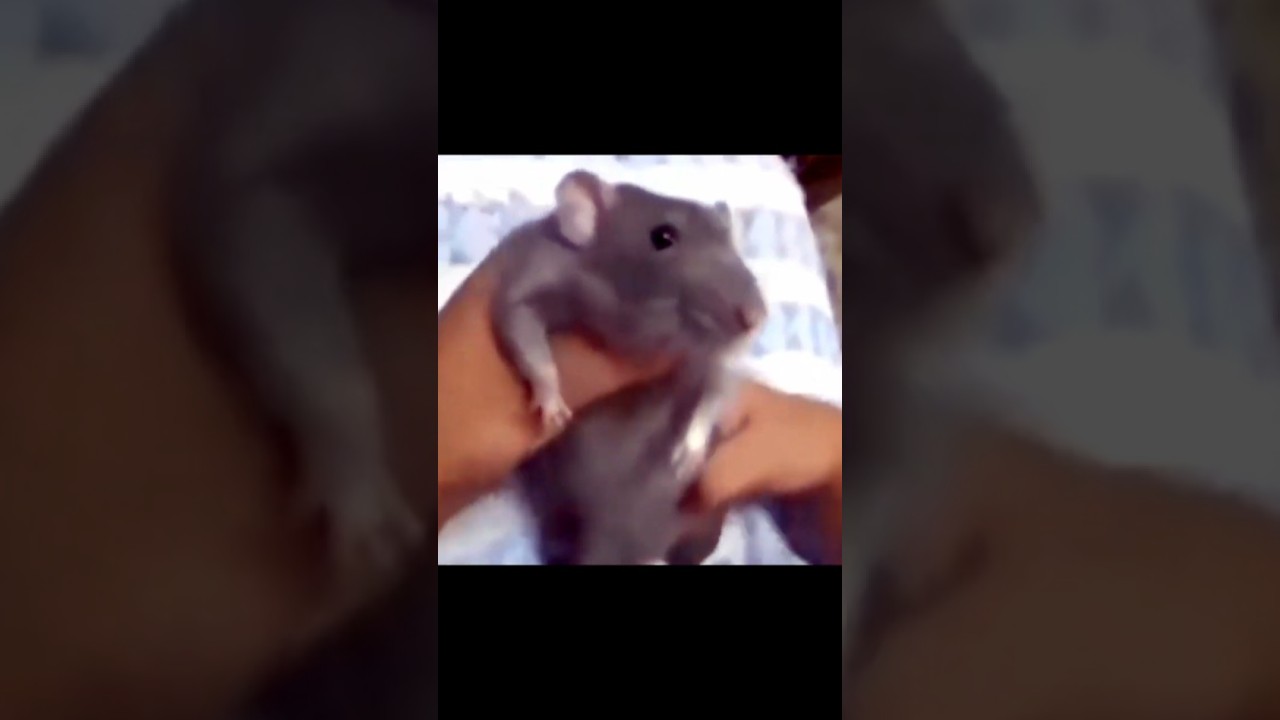 Top 5 Funniest Rats Caught on Camera