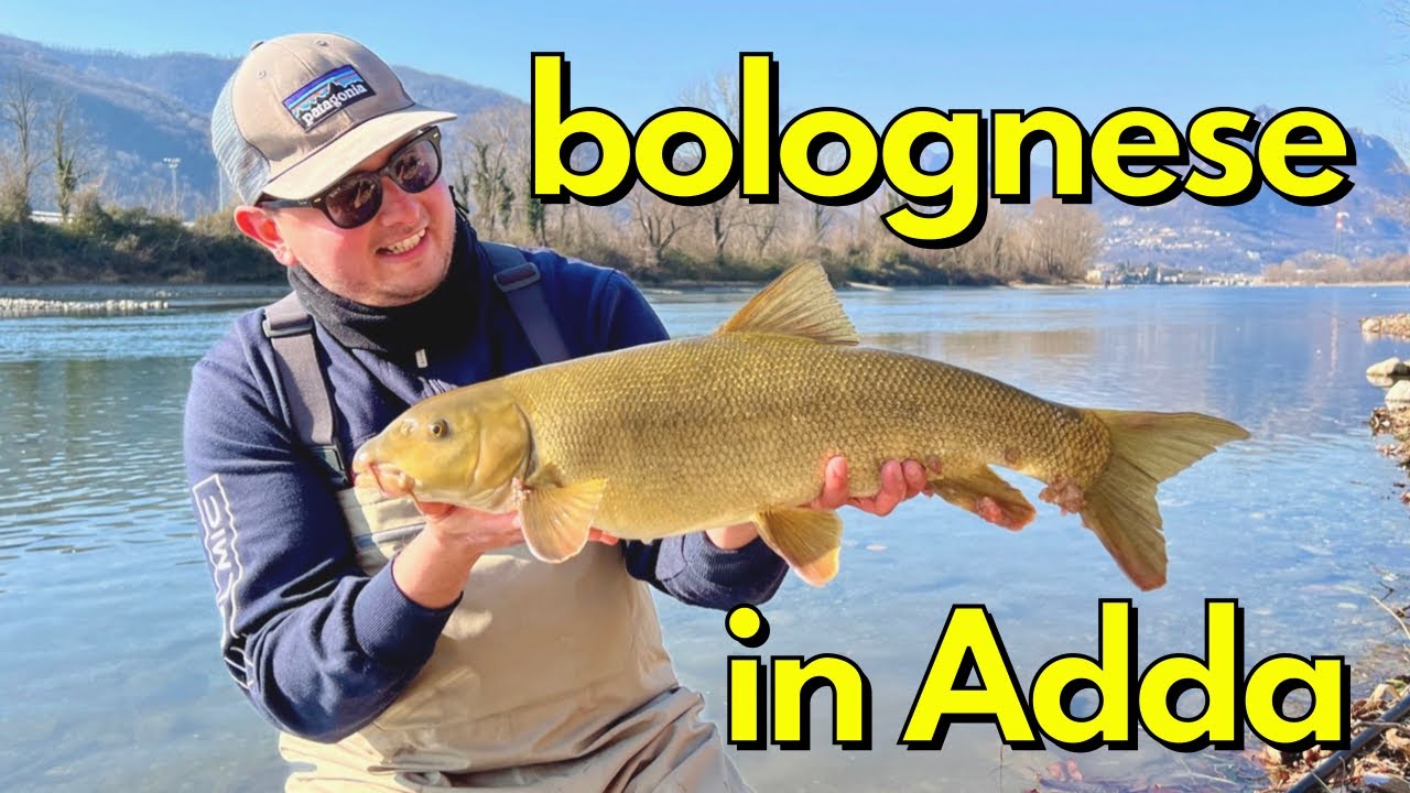 PESCA A BOLOGNESE SUL FIUME ADDA - BARBO A BOLOGNESE CON PB! - pesCarlo