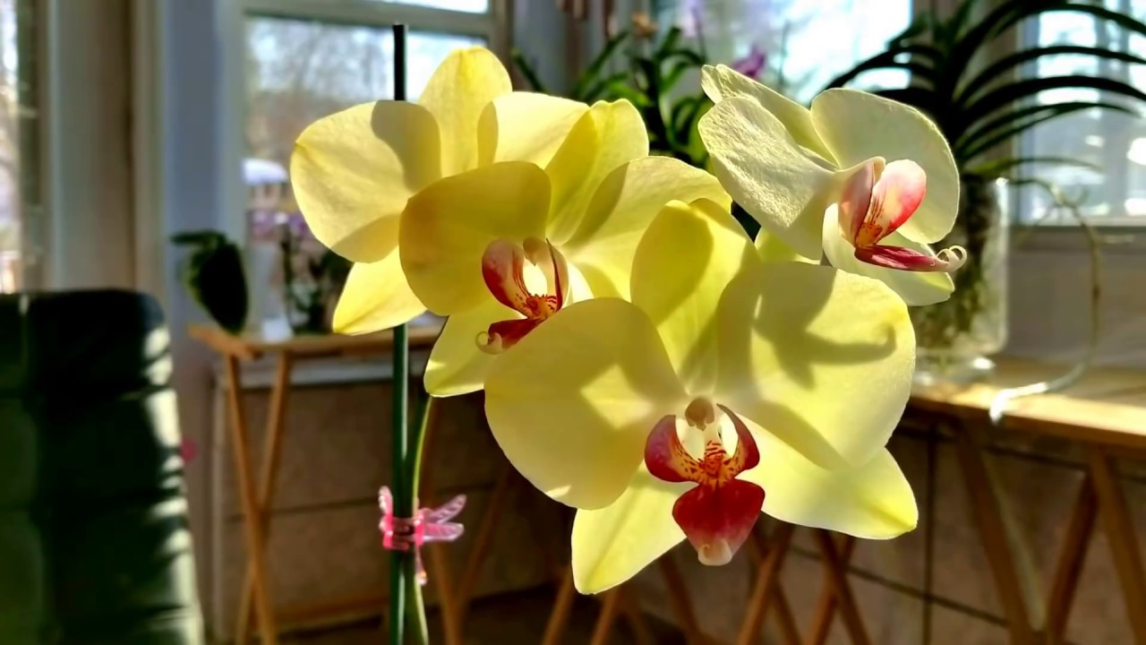 Tips and recommendations for growing orchids in full water culture.