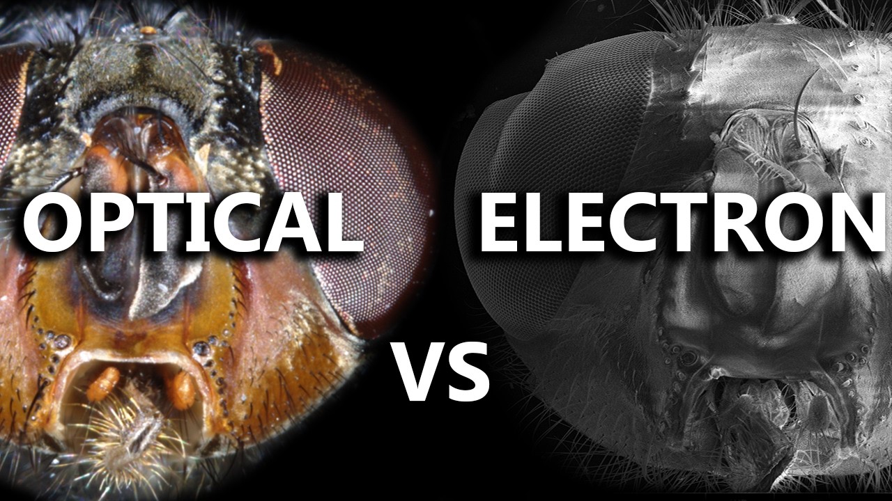 OPTICAL vs ELECTRON Microscope