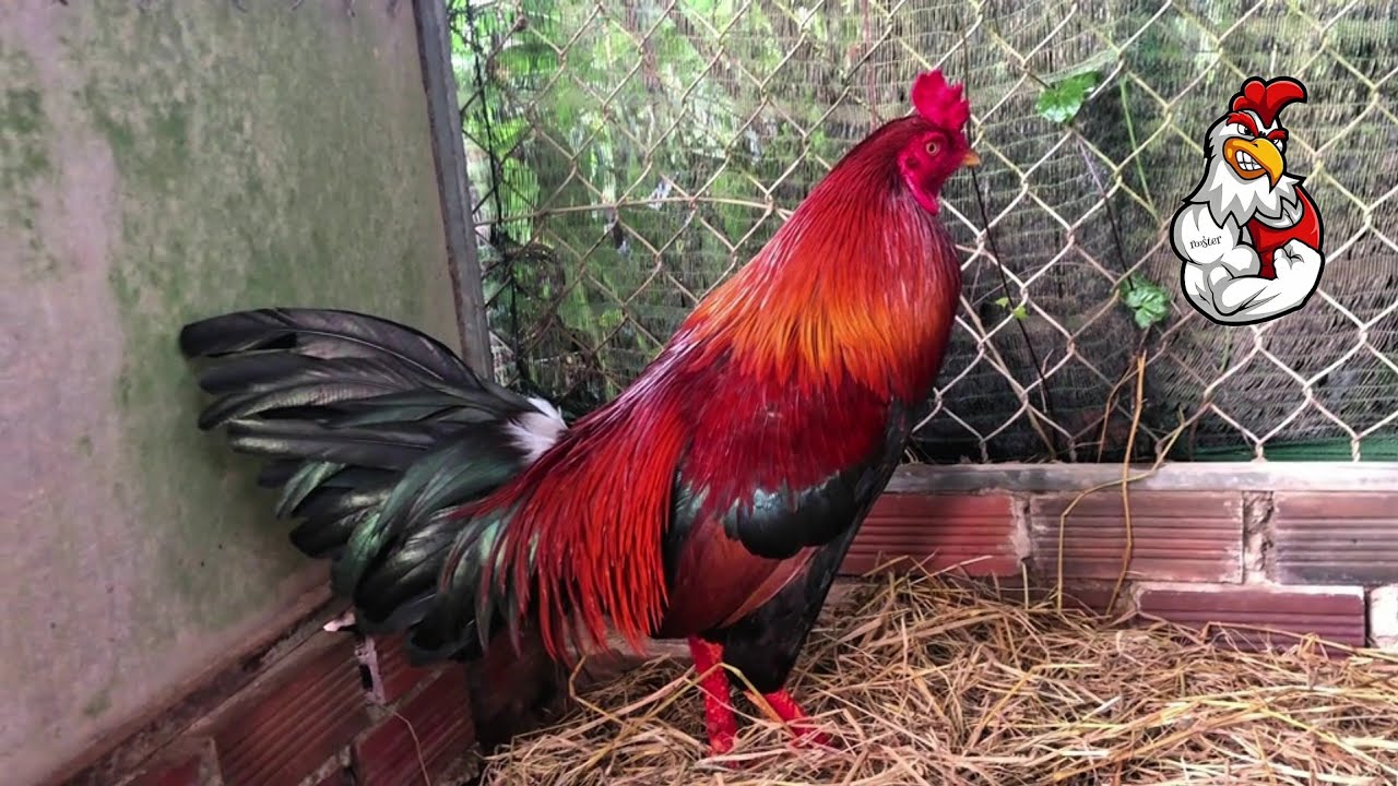 Top 1 most beautiful chicken in the last 8 hours