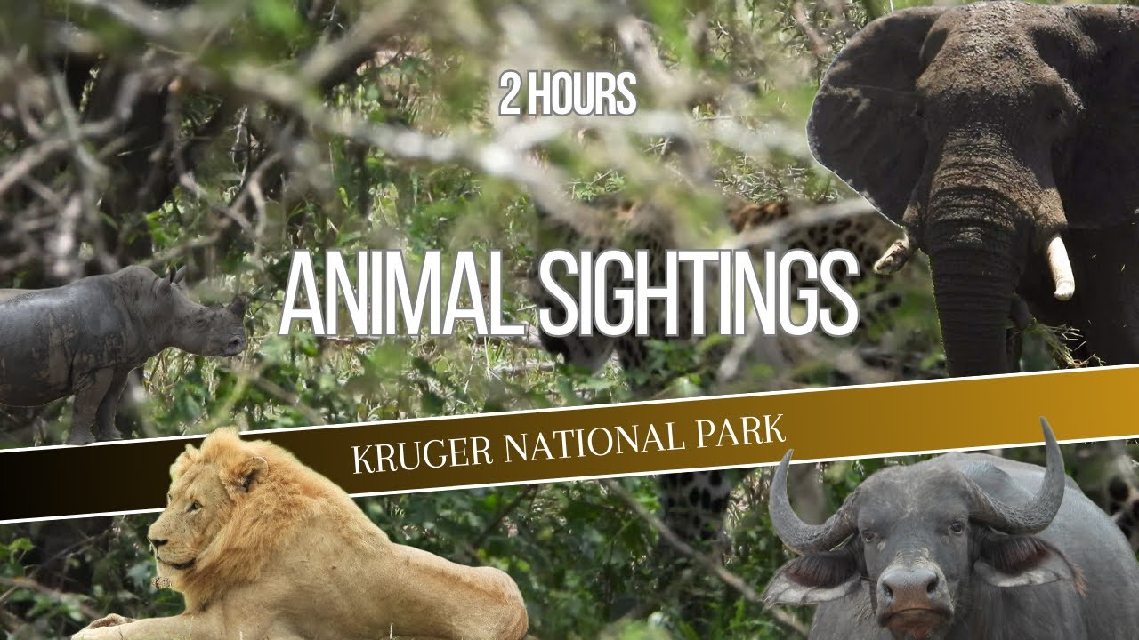 Safari Adventure! 2 Hours of Epic Wildlife Encounters in Kruger National Park 🐘🦏🐂🦁🐆