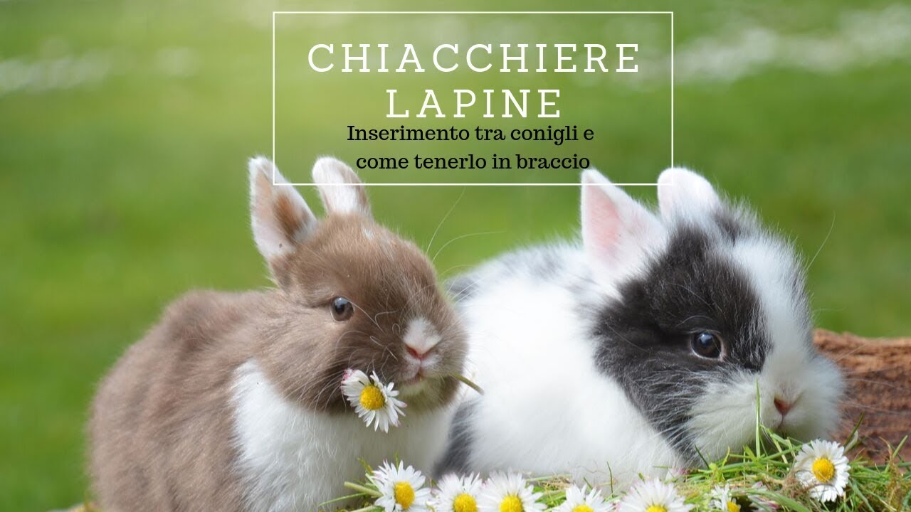 CHIACCHIERE LAPINE-INSERIMENTO TRA CONIGLI E COME TENERLO IN BRACCIO| Zampine Lapine