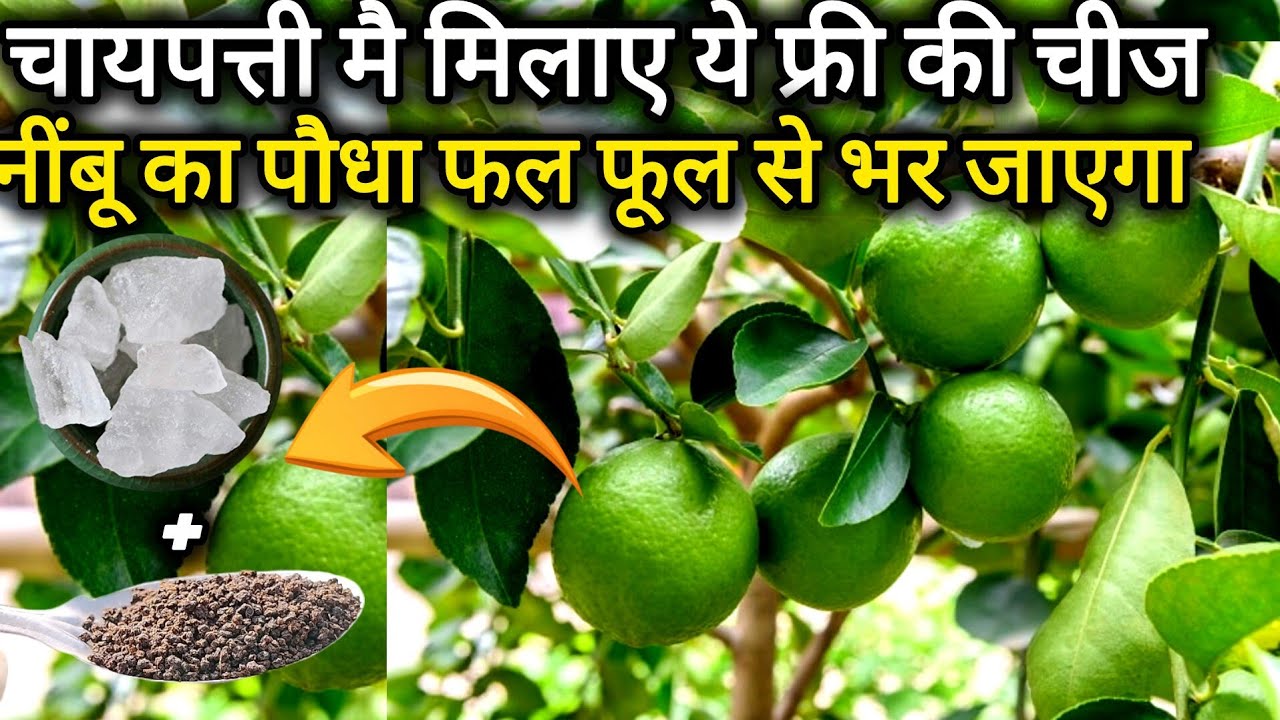 दिसंबर में नींबू पर दे ये फ्री की खाद करे 3 काम नींबू से भर जायेगा पौधा।Lemon plant care tips 
