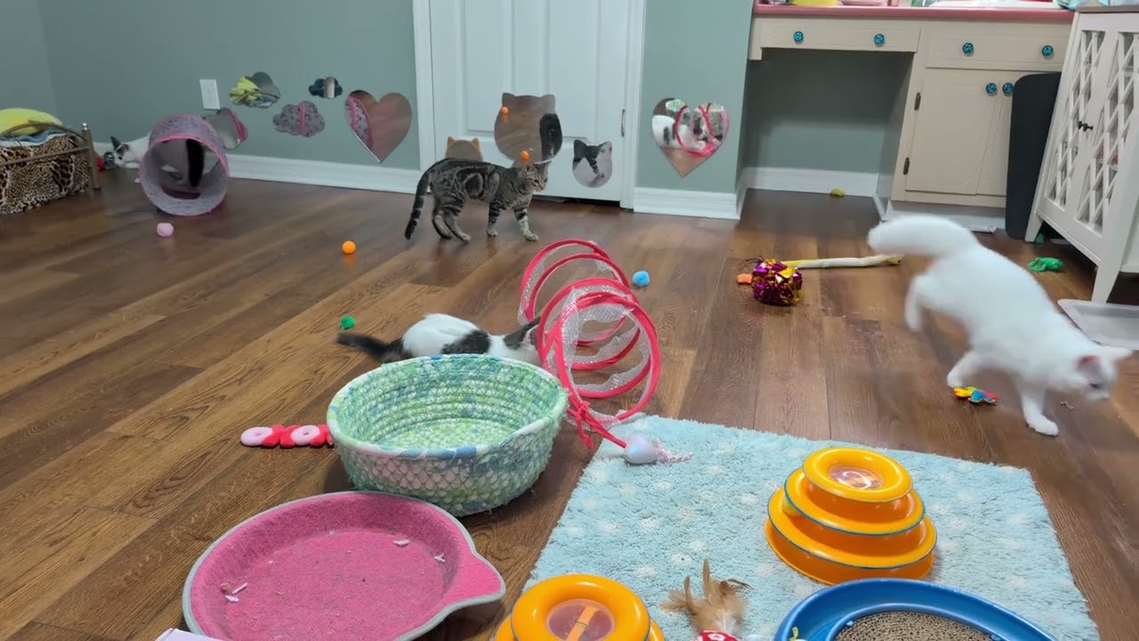 Nightcaps: The kittens are wearing their crazypants!