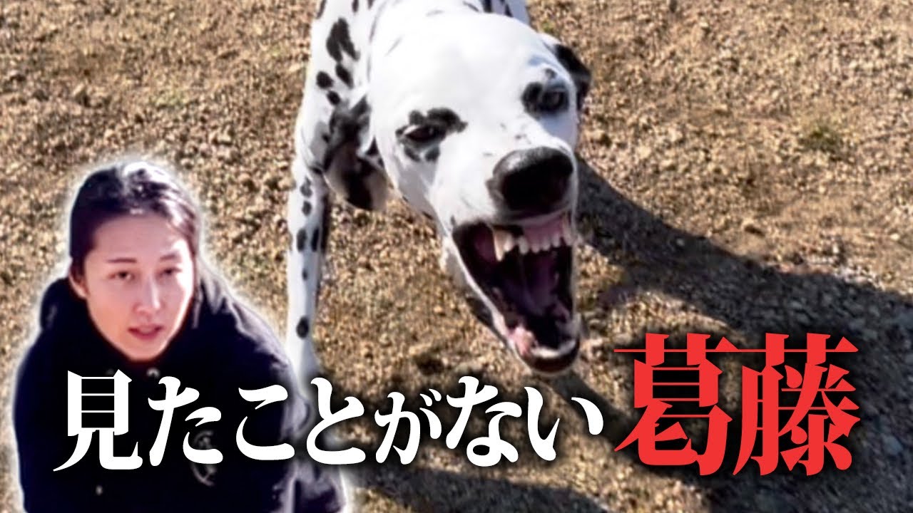 【吠えやお散歩の引っ張り】興奮したら声が届かない犬に〝踏み込んだ〟練習をしたところ…