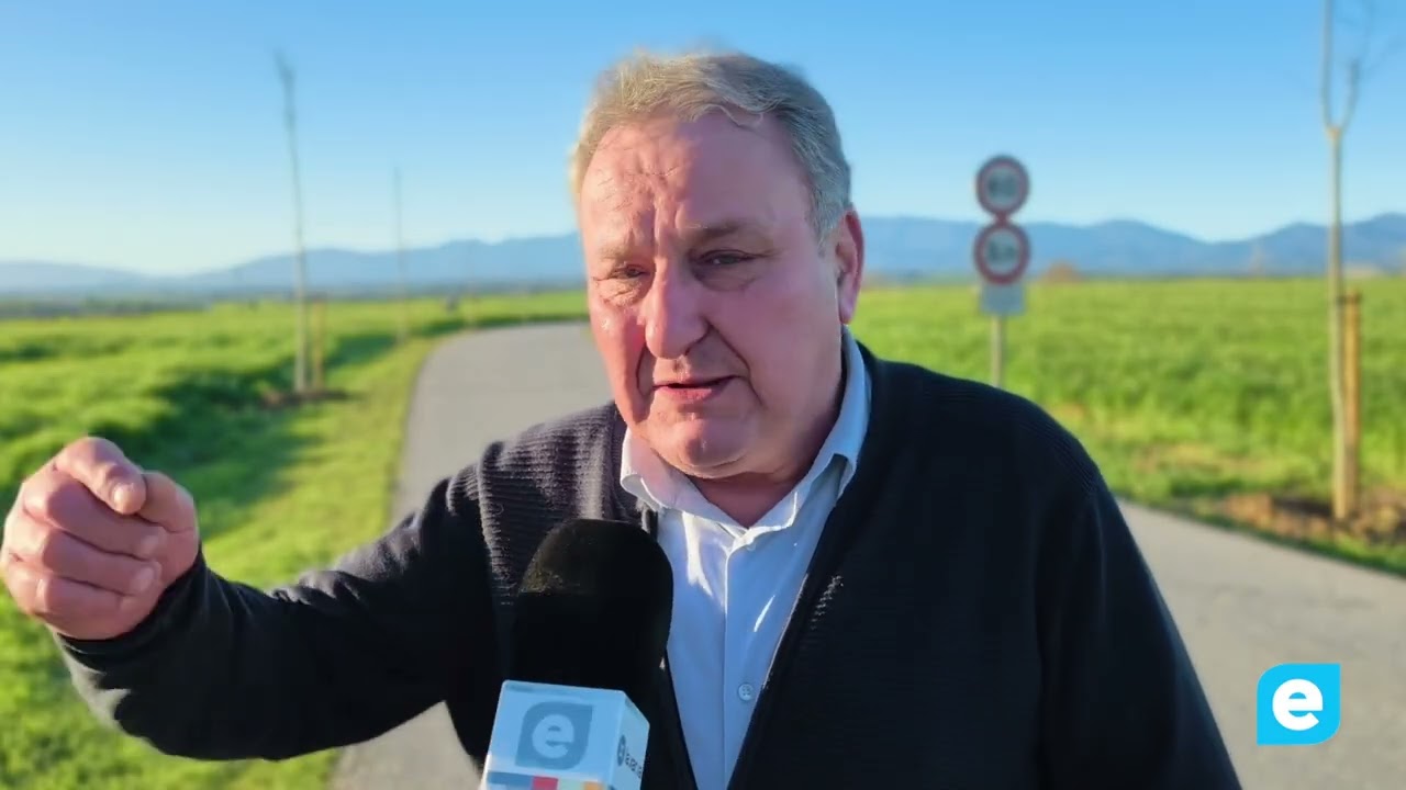 Nou arbrat a la carretera de Pedret