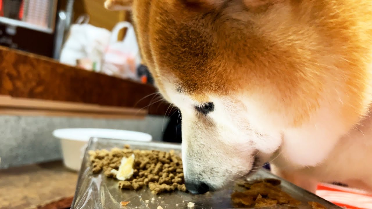 Shibe eats dinner vigorously, but the bites are too small so it takes a long time (uncut)
