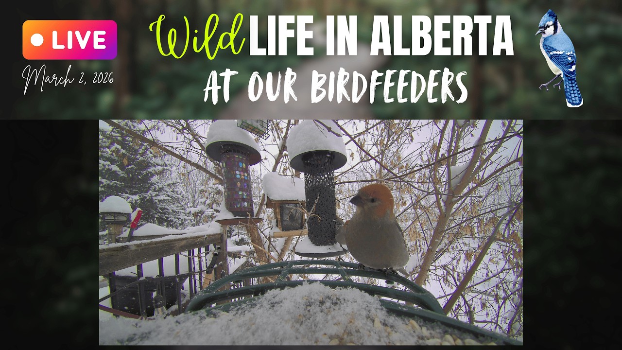 It's Snowing Again at our Birdfeeders in #Alberta #Canada ☃️#live #wildlife #bluejays #snow #snowing