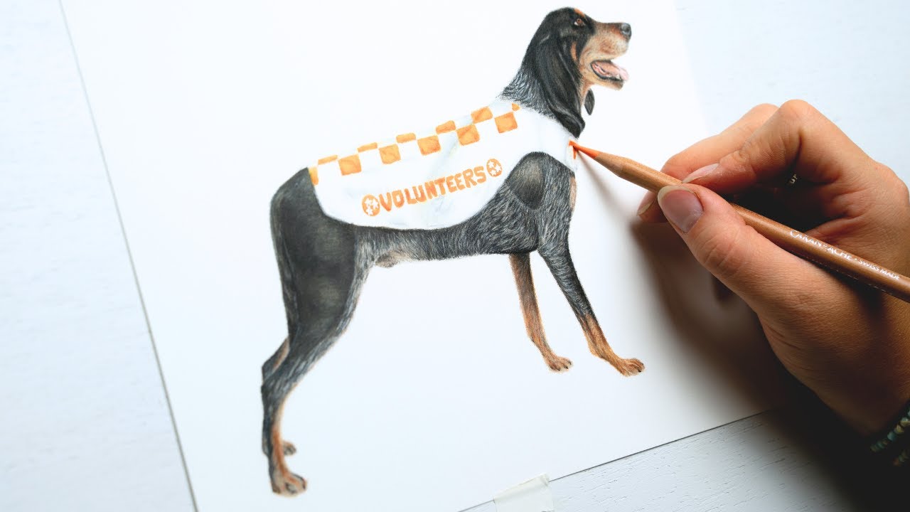 5 hour timelapse drawing of Smokey the Tennessee Football Maskot