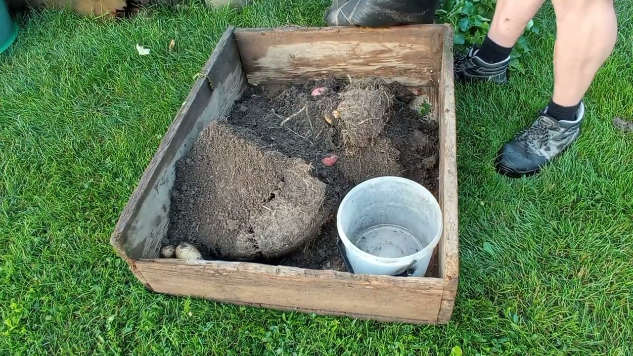 Growing potatoes in containers. Pestovanie zemiakov v n&aacute;dob&aacute;ch