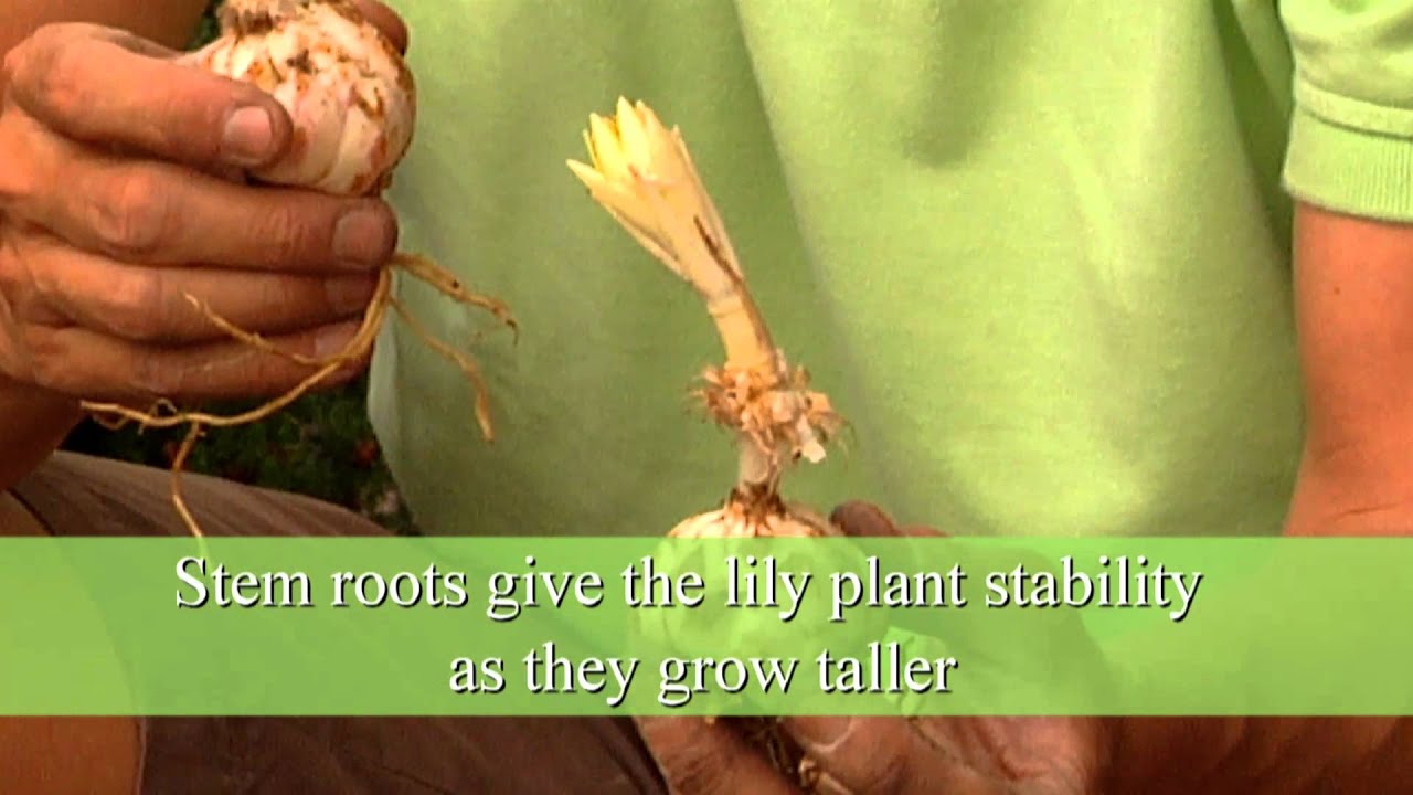 How to Plant Lilies
