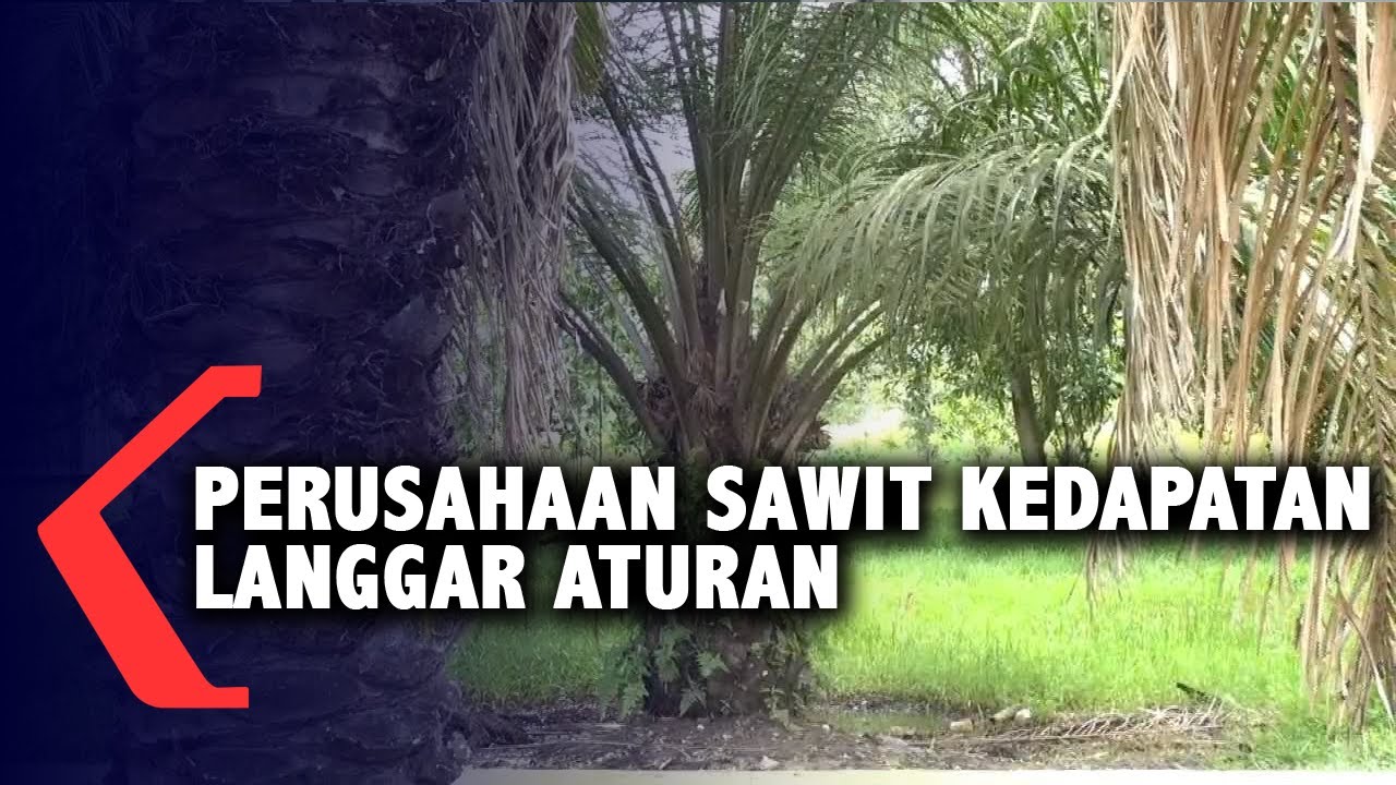 Langgar Aturan Ketenagakerjaan, Lima Perusahaan Sawit di Bengkayang Disanksi Pidana