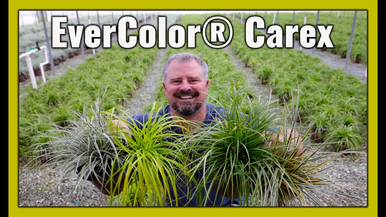 EverColor® Carex — отличный выбор для украшения тенистого сада