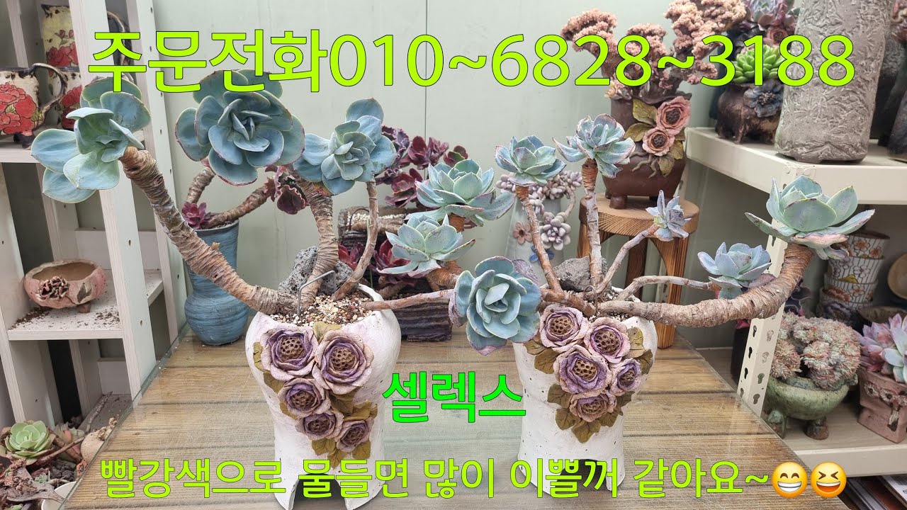 (26.3.1.일)💞왼쪽 판매완료💞양팔벌리고 이뻐져보자~😁😆
