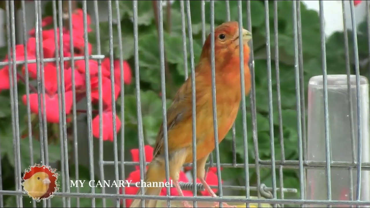 Canary 's song in th nature for training breeding canario belga salsa