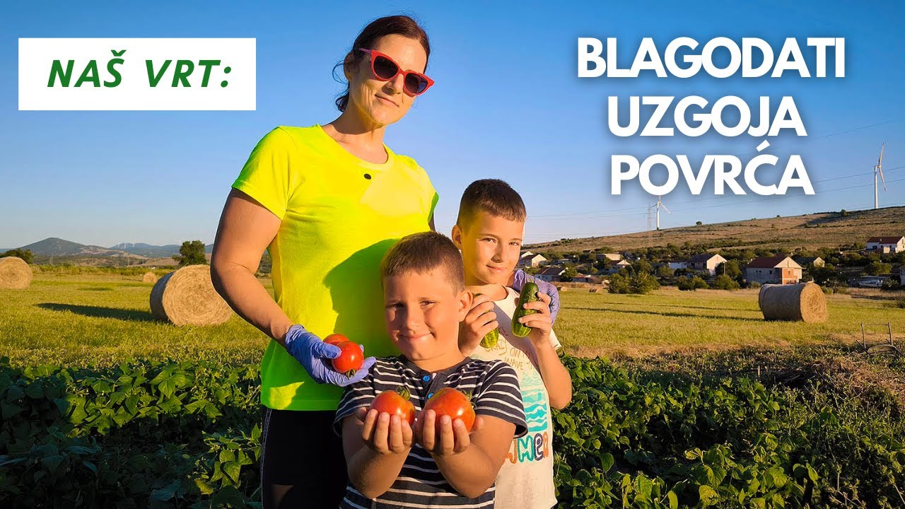 Ljetno izobilje plodova... Uzgajamo povrće.. Skupljamo jaja.. Vadimo krumpire.. Beremo pomidore....