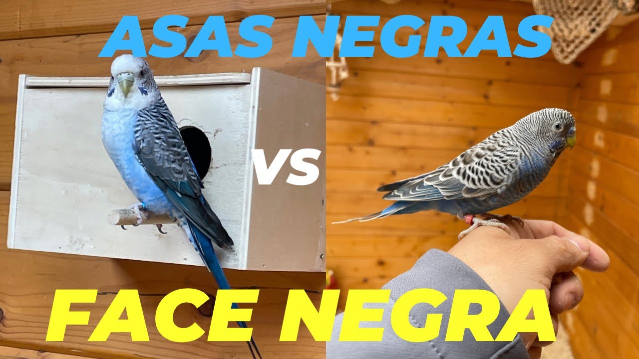PERIQUITO AUSTRALIANO BLACKFACE VS ASAS NEGRAS I WELLENSITTICHE I BLACKWING