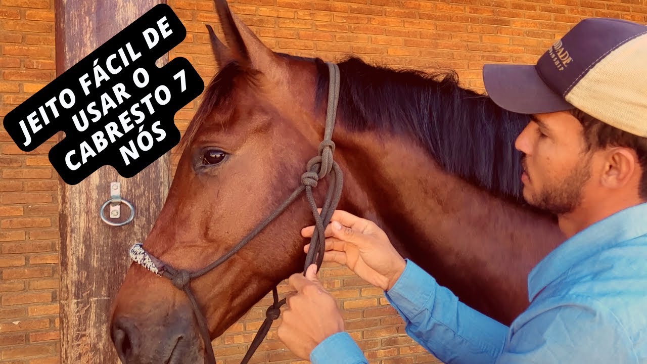 Jeito fácil de amarrar o seu cavalo e usar o cabresto 7 nós