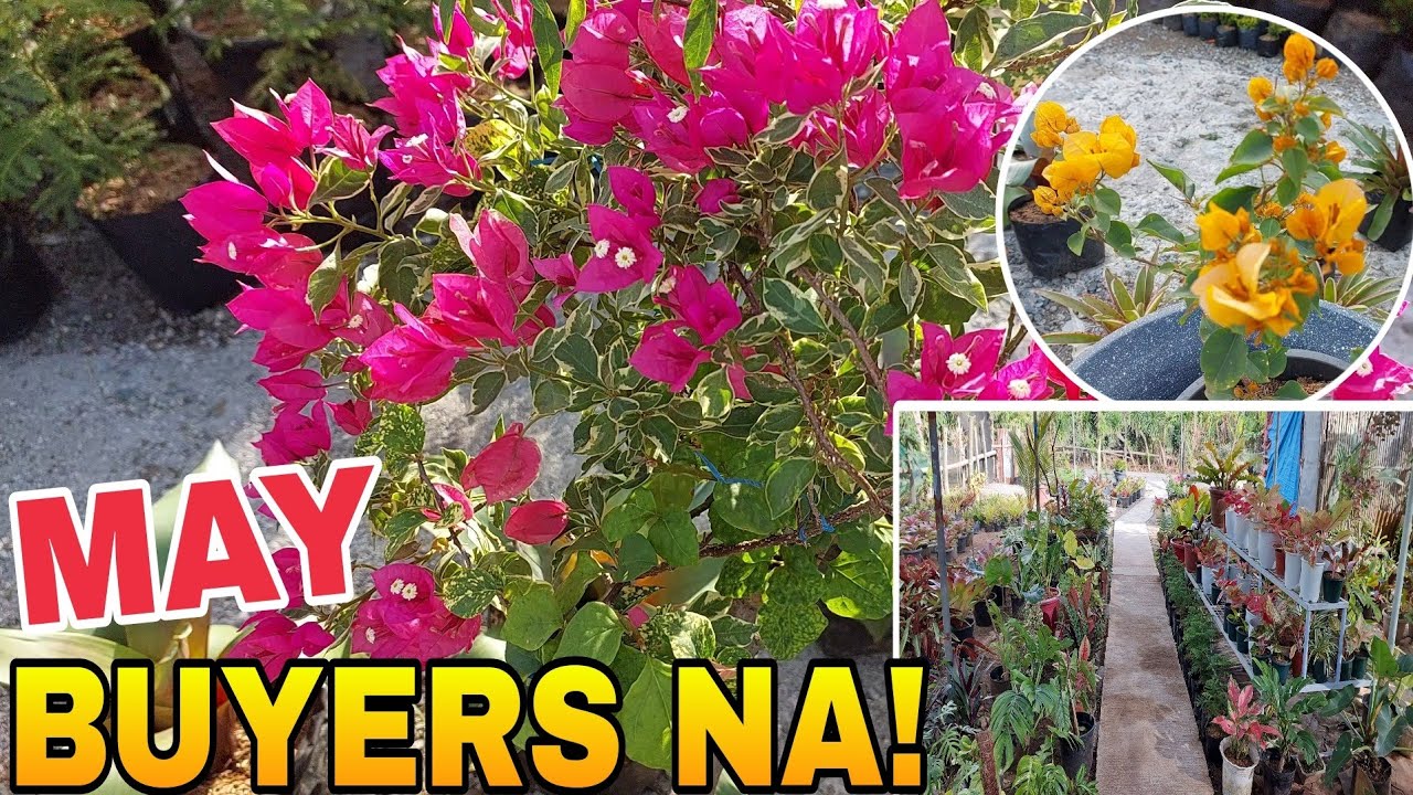 MAY WALK IN BUYERS NA! #garden #plants #gardenning #vlog #update