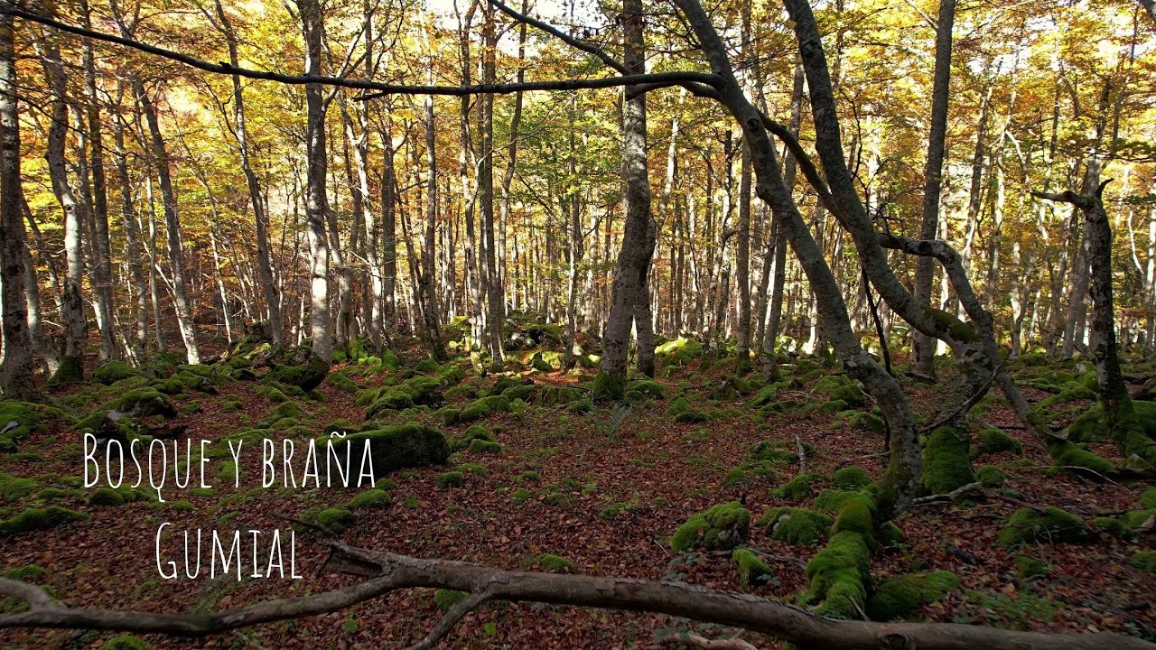 Bosque y Braña del Gumial