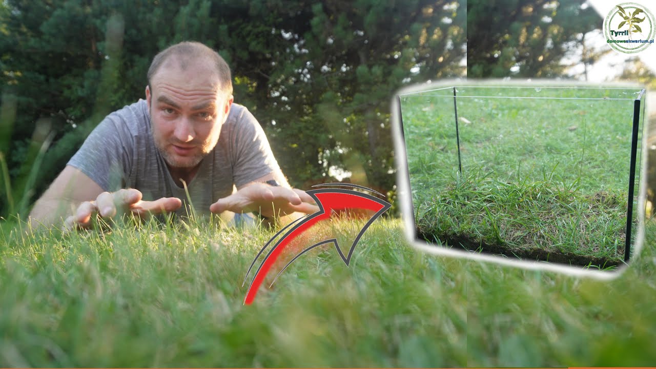 🌿🐟 Trawnik jakiego wcześniej nie widziałeś 🌿🐟#akwarium