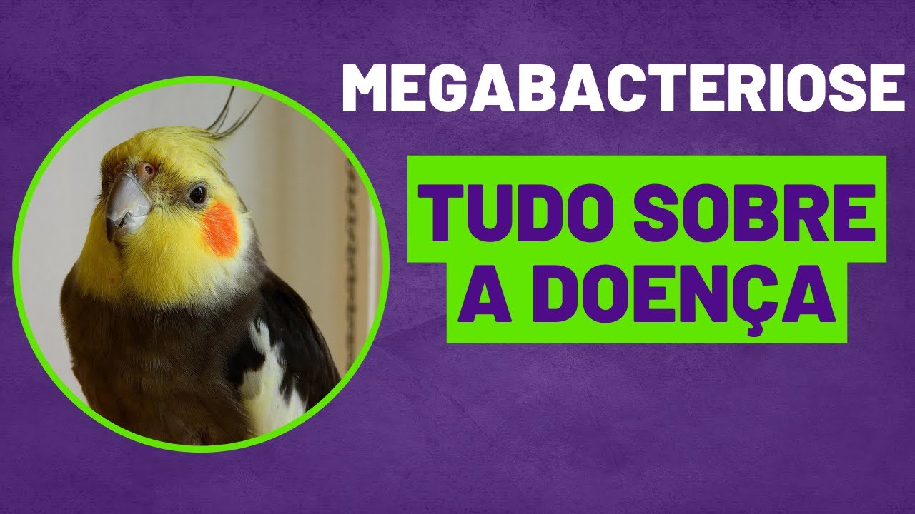 MEGABACTERIOSE - Conheça os Sintomas e Tratamento desta GRAVE DOENÇA.