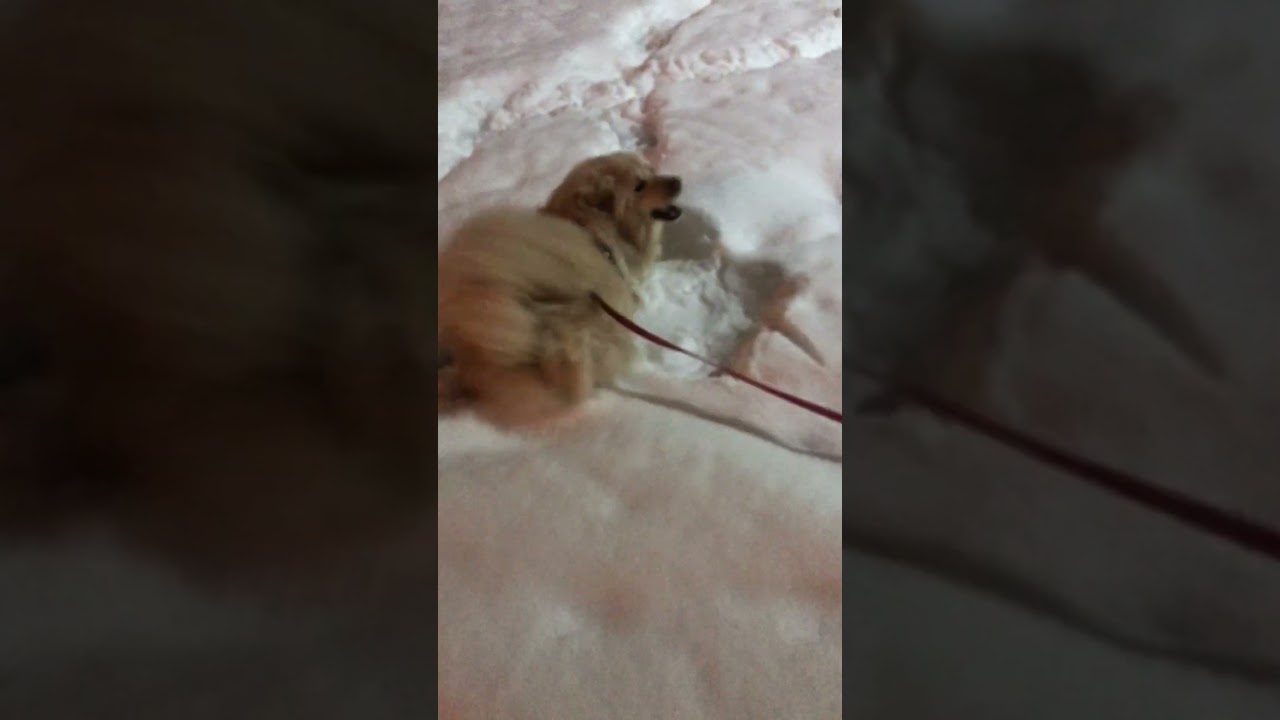 Ричика прогулка зимним вечером ❄️❄️❄️❄️ ❓#dog