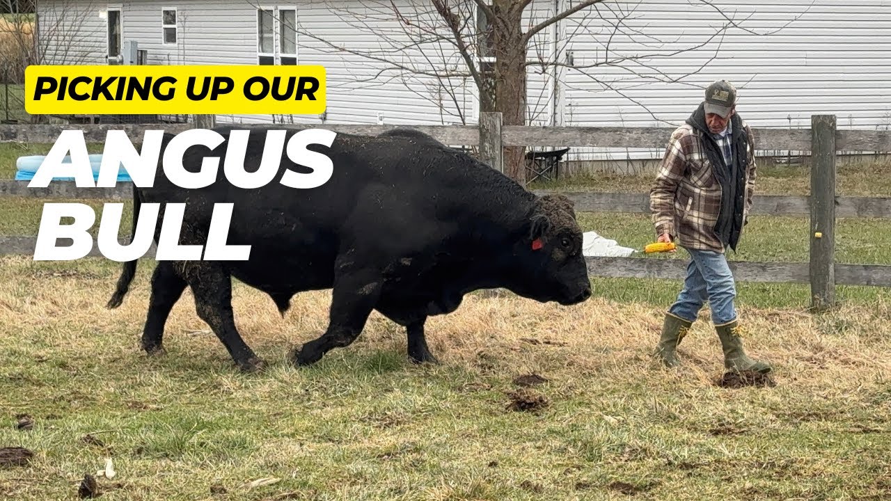 Picking Up Our Angus Bull: Will It Be Calm Or Chaos? | Midwest Homesteading