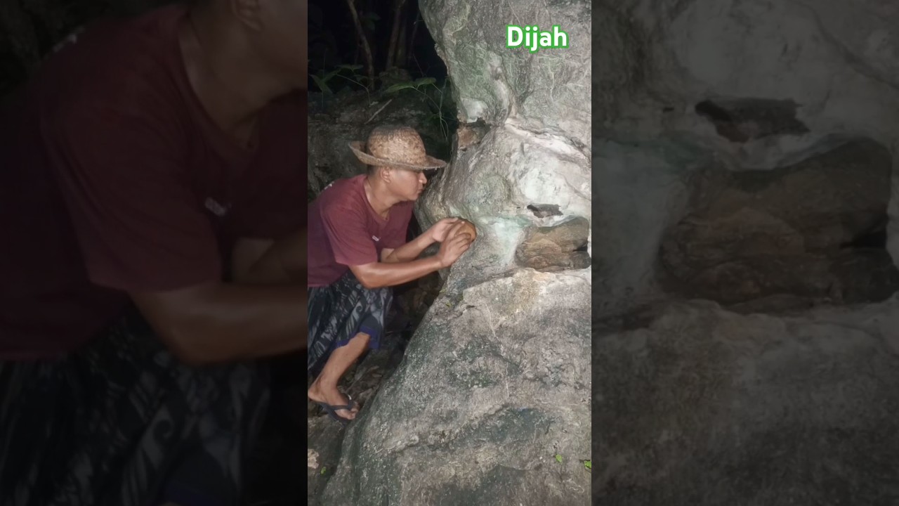 seram sekali malam" nangkap marmut di batu besar 