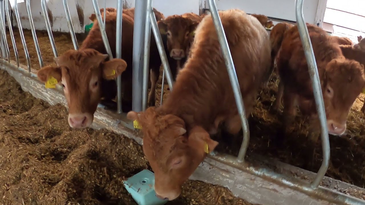 #148 Obora po remoncie za 1 mln zł. 500 sztuk odsadek rasy Limousine.