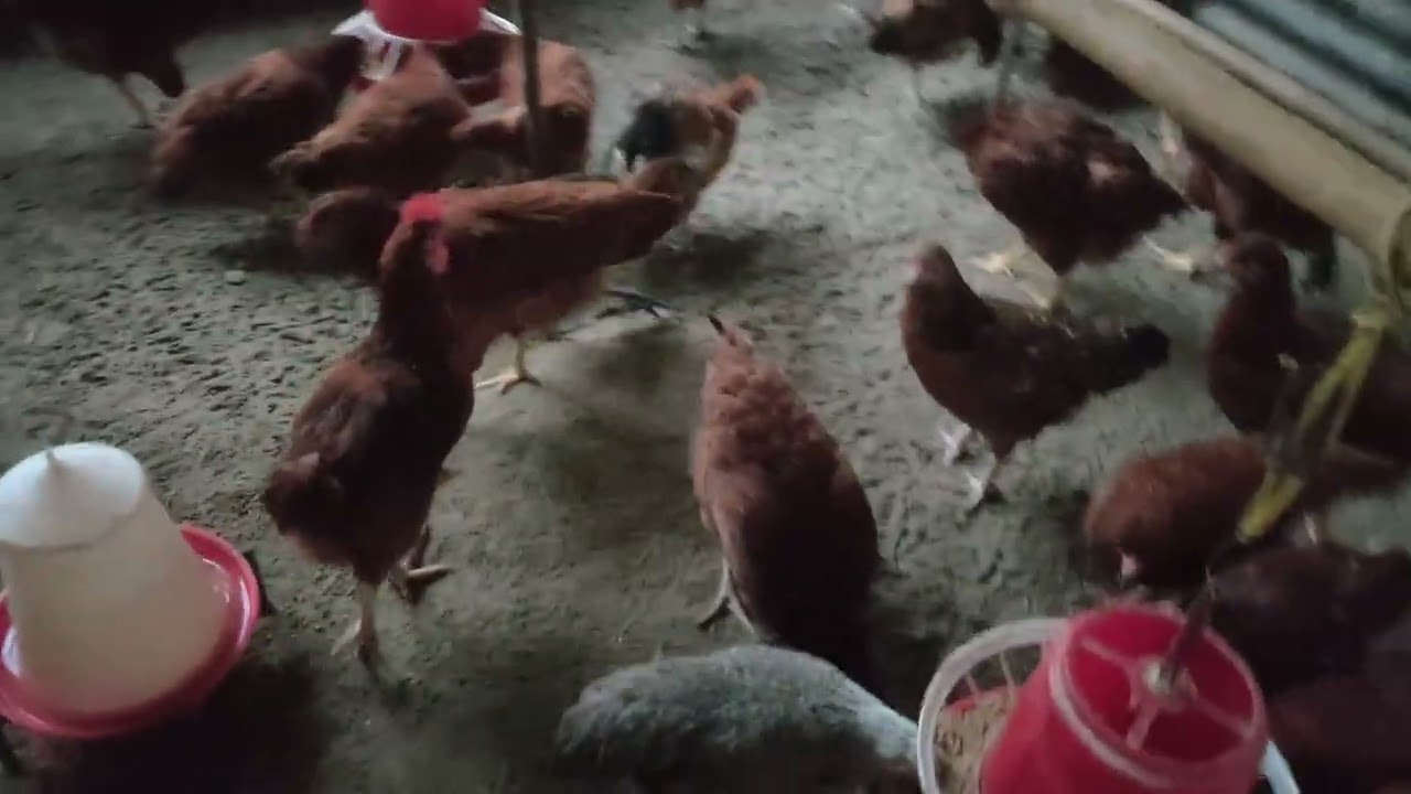 RIR farming