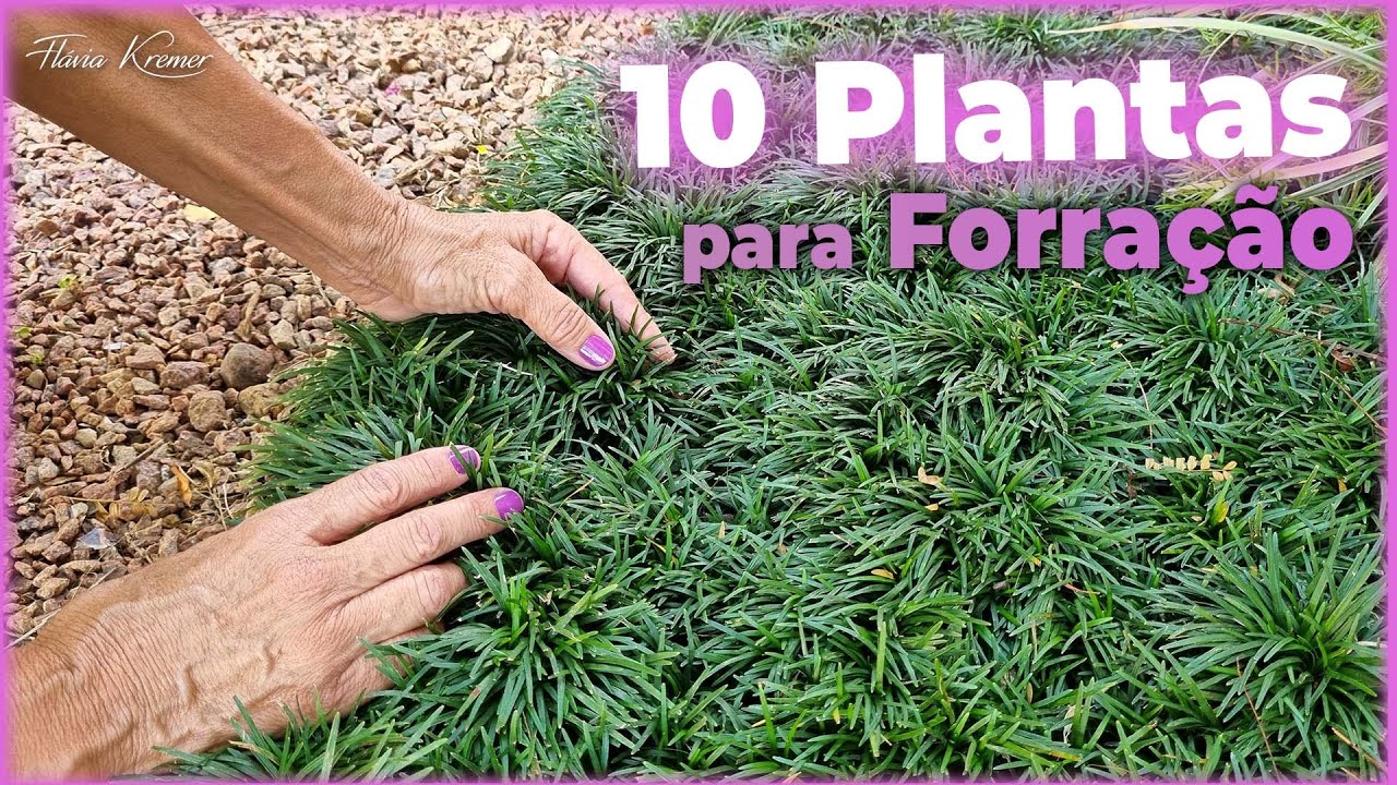 Conheça as 10 Plantas Perfeitas para Forração | Flávia Kremer