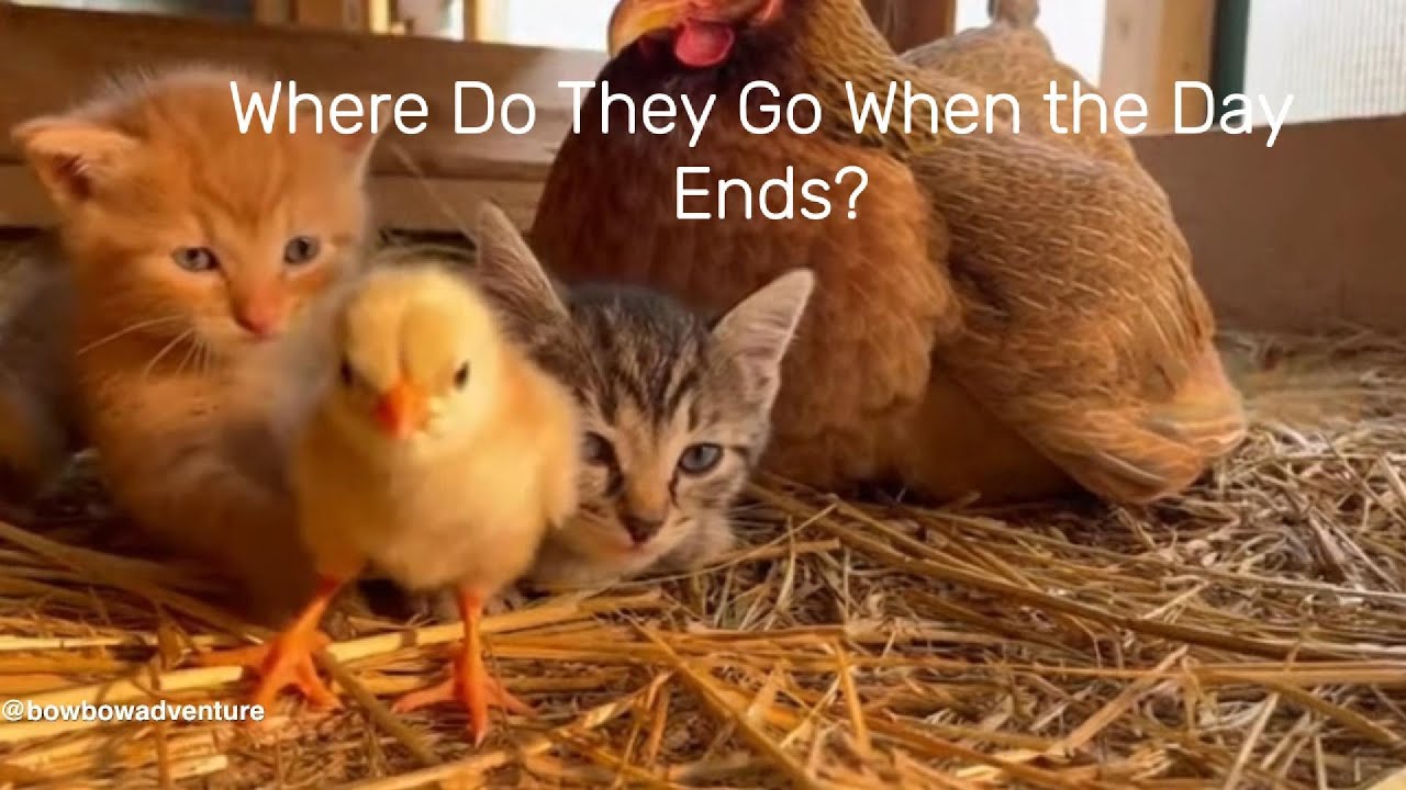 Where Do They Go When the Day Ends?#AnimalStory #QuietMoments  #KittensAndChick
