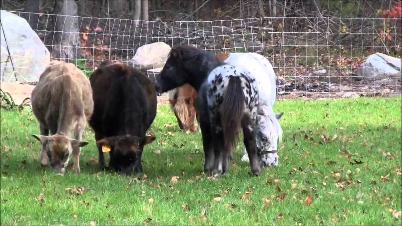 Mini Horses & Mini Jerseys