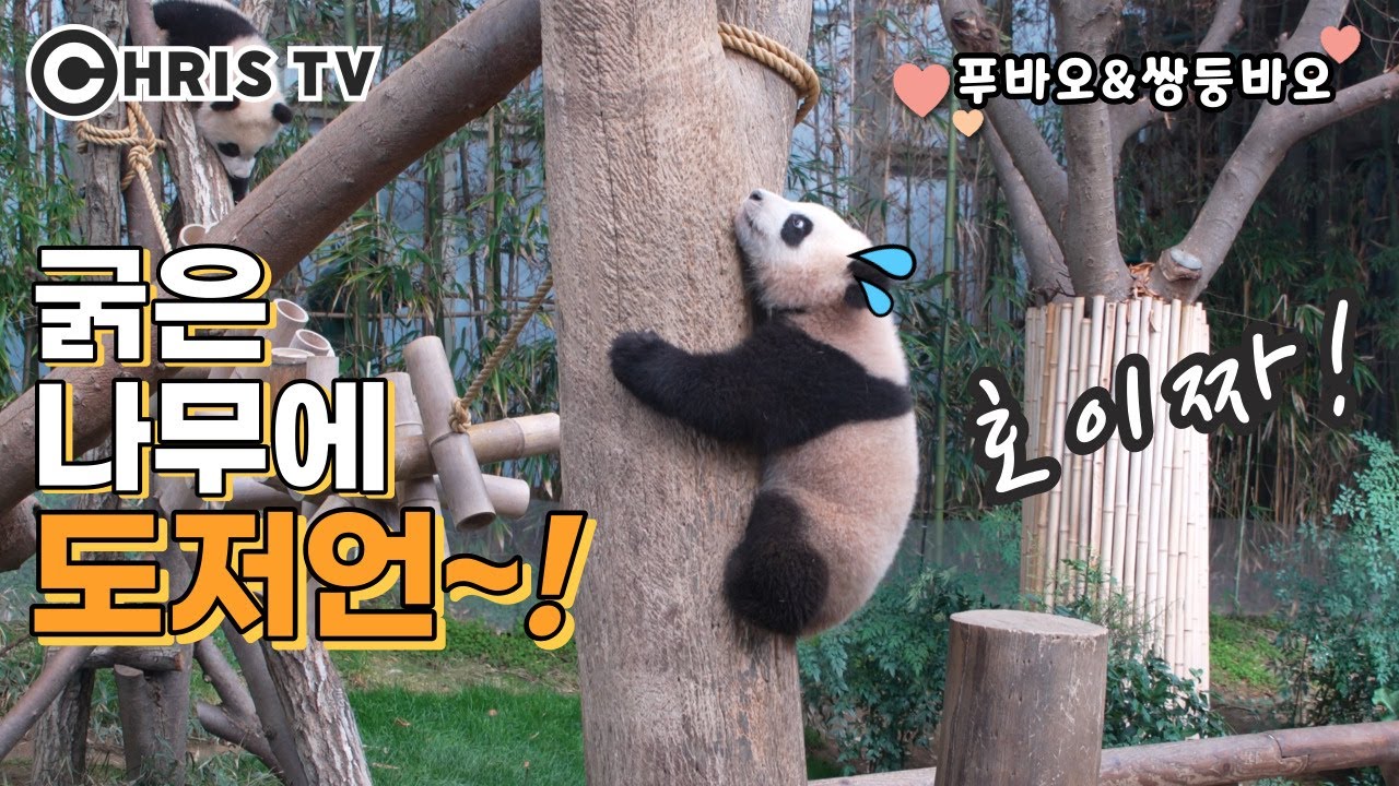 ❣️러블리 바오걸즈❣️너무 굵어서 어려워 보이는데~🐼 #루이바오 #후이바오 #크리스티비 #Rui #Hui #ChrisTV #20240223