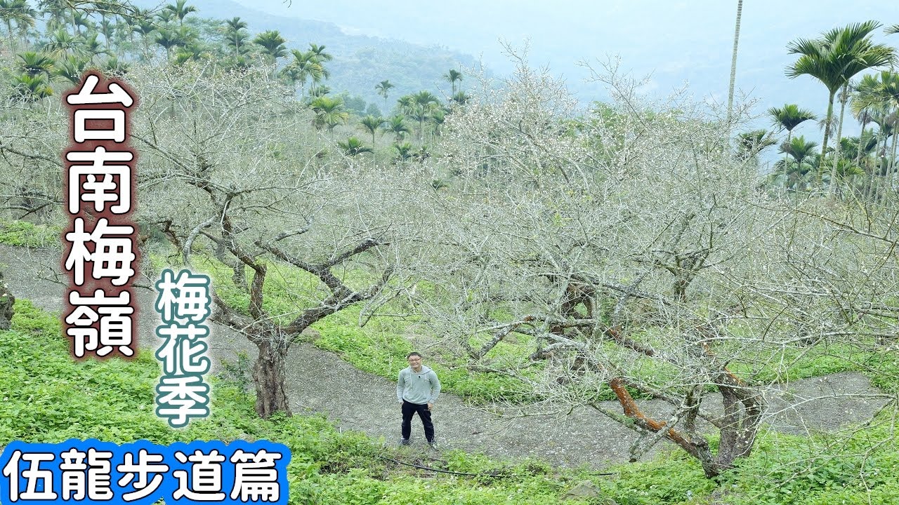 [台南梅嶺伍龍步道篇] 梅花季來啦！雙腳帶你走完武龍步道全程，沿途飽覽梅花風景