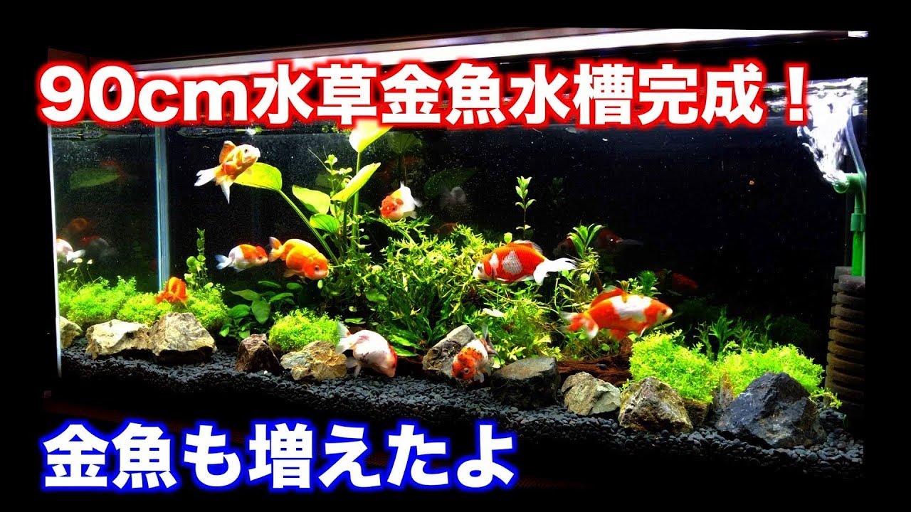 【金魚水槽】90cm水草金魚水槽完成！金魚も増やしました。