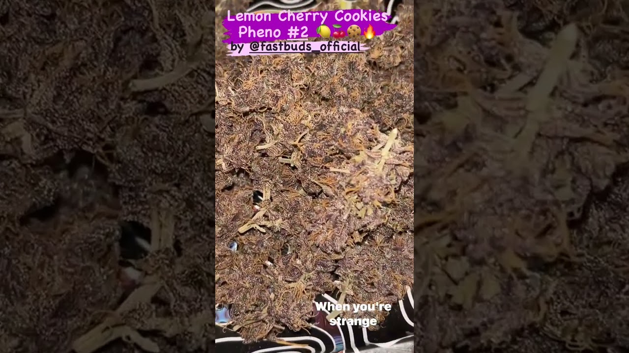 LEMON CHERRY COOKIES AUTO&trade; New Strains | Fast Buds | Indica el barto farms