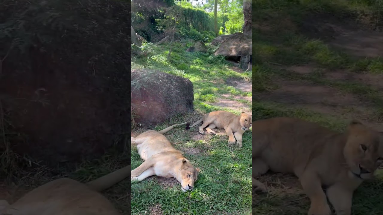 Lion #indonesia #travel #bali #tiger #lion