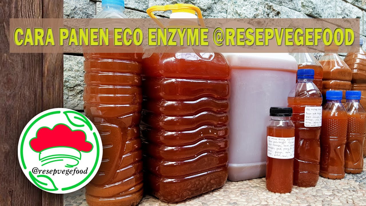 CARA PANEN ECO ENZYME ALA @RESEPVEGEFOOD
