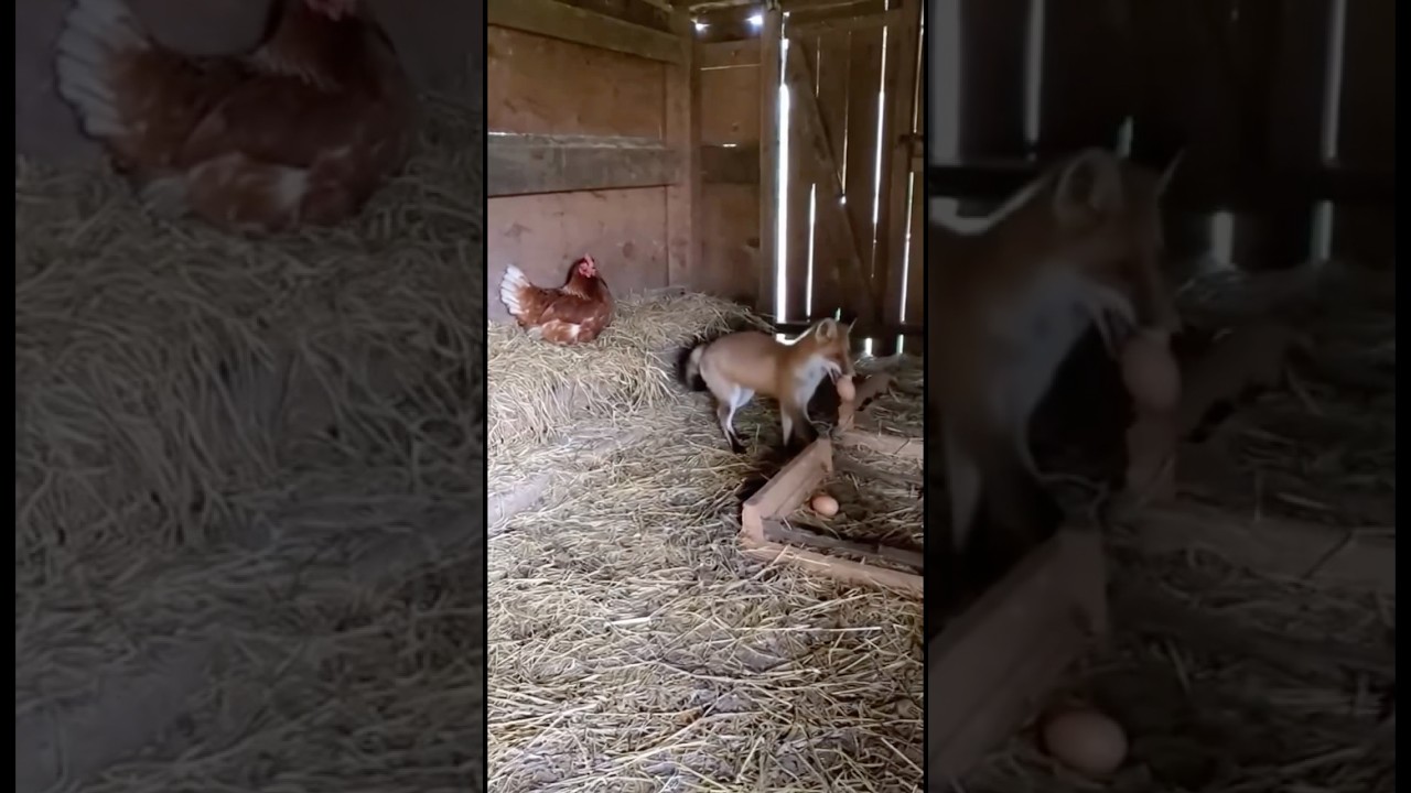 Farmers Shocked After Seeing What Fox Did Inside the Hen House!