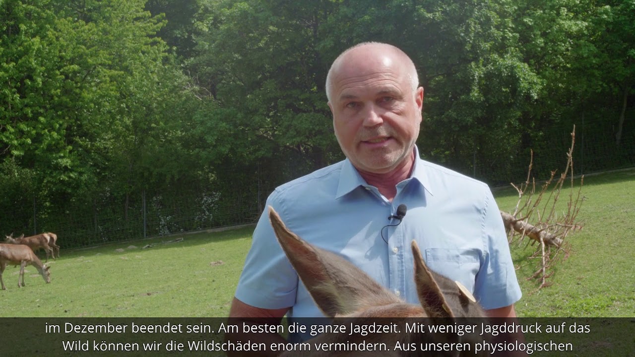 #waldbaumitwaidblick: Wie reagieren Wiederkäuer auf Störungen im Winter?
