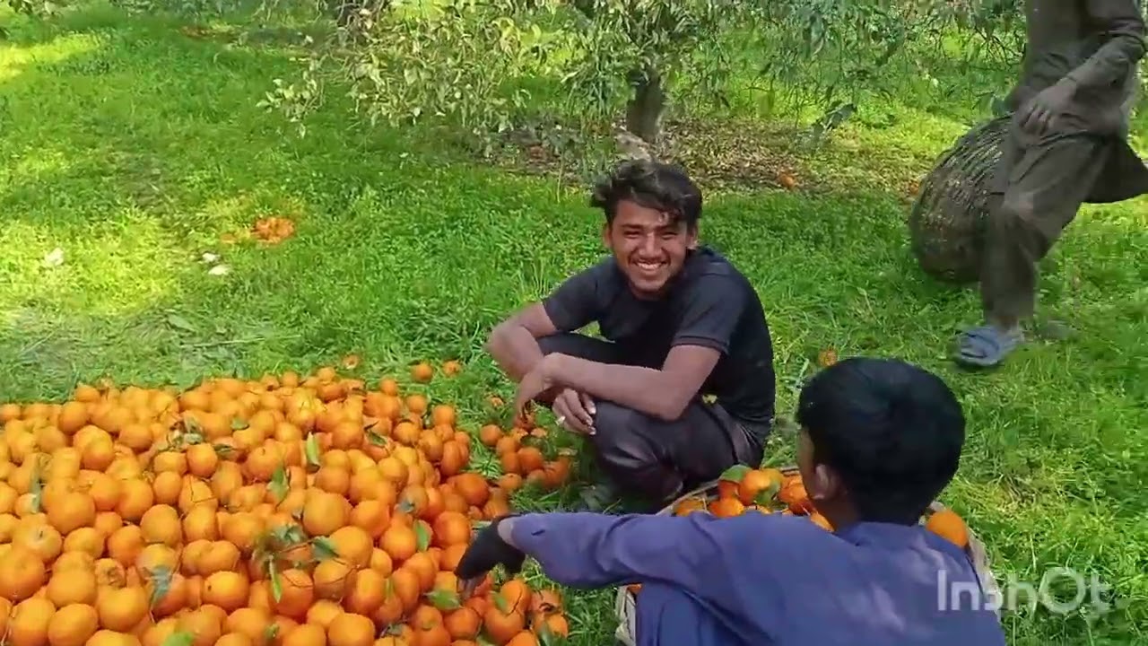 سرگودھا باغ